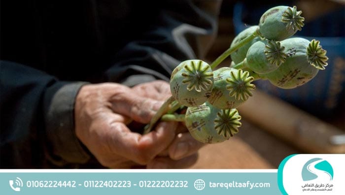 علامات إدمان الأفيون وكيفية التخلص منه نهائيًا بدون انتكاسة