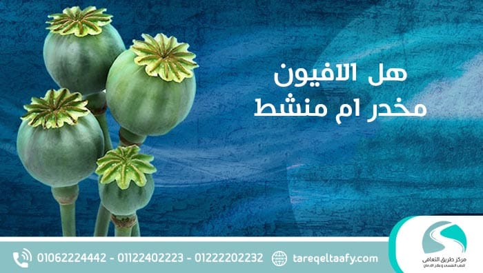 هل الافيون مخدر ام منشط وما هي أضرار الأفيون عند تعاطيه