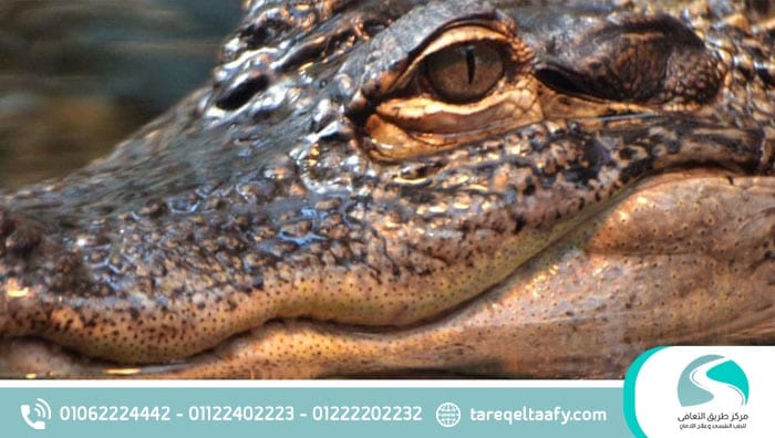 علاج إدمان الكروكوديل